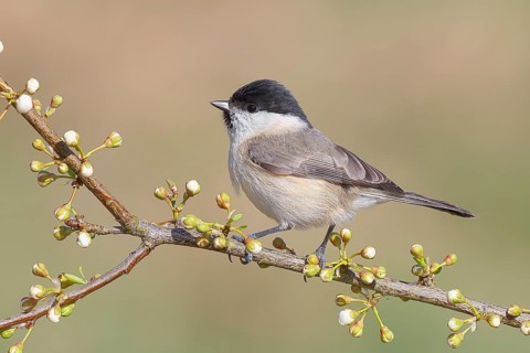 Marsh tit (Parus palustris), sitting on a thin branch, spring, nature photography, wildlife,