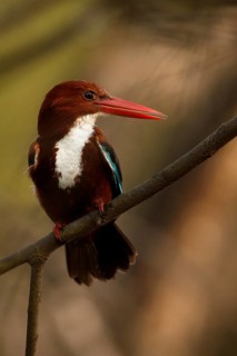 White-throated Kingfisher (Halcyon smyrnensis), Rajasthan, India