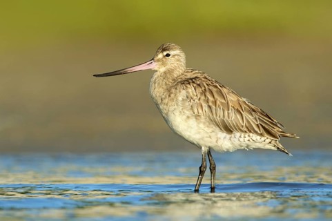 Bar-tailed Godwit (Limosa lapponica) foraging, Queensland, Australia