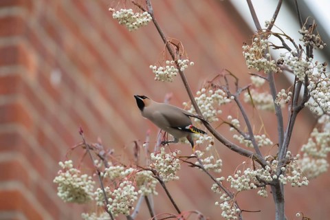 Bohemian waxwing (Bombycilla garrulus) adult bird on a Sorbus tree on a housing estate in winter,