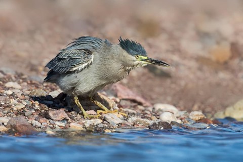 Striated Heron (Butorides striata), Eilat, Israel