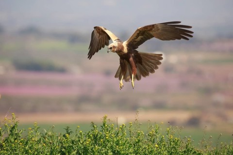Western Marsh Harrier (Circus aeruginosus) female flying, Spain