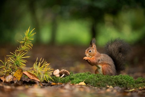 Eurasian Red Squirrel (Sciurus vulgaris) nibbling on hazelnut, Netherlands