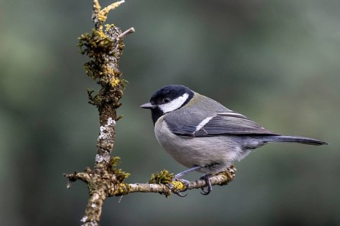Great Tit (Parus major), Emsland, Lower Saxony, Germany