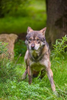 An adult male eurasian gray wolf (Canis lupus lupus) stands at the edge of the forest and watches