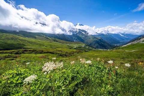 Flower meadow and mountain panorama with glaciated mountain peaks, view of Aiguille du Midi and