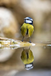 Blue tit (Cyanistes caeruleus), wildlife, bathing in a watering trough, Germany