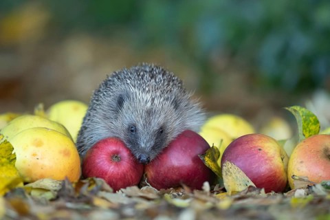 European hedgehog (Erinaceus europaeus) adult animal walking over a pile of apples fruit in a