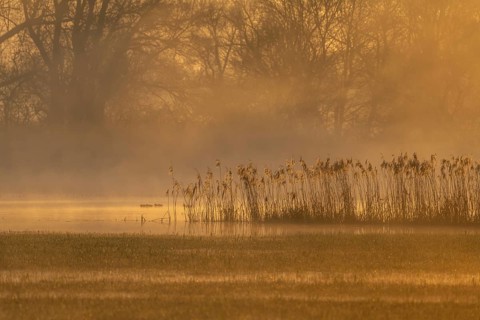 Swamp is visible during a gloomy morning. Golden light illuminates the plants. The landscape shows