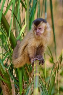 A capuchin monkey sits quietly on a bamboo and observes its surroundings, capuchin monkey (Sapajus