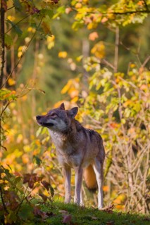 A eurasian gray wolf (Canis lupus lupus) stands on a meadow on a hill with a colourful foliage in