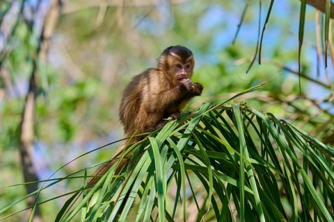 Monkey climbing on a narrow branch between dense green leaves, capuchin monkey (Sapajus apella),