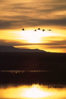 Sandhill Crane (Antigone canadensis), New Mexico, USA
