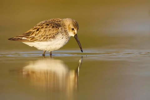 Dunlin (Calidris alpina) foraging, North Rhine-Westphalia, Germany