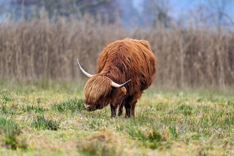 Highland cattle (Bos taurus), adult animal standing in a meadow, Reussspitz nature reserve,