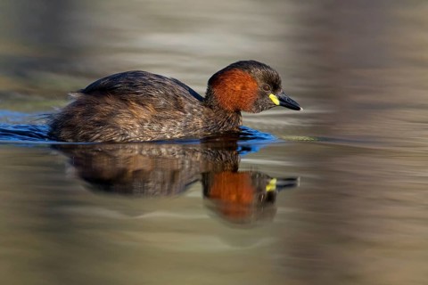 Little grebe, (Tachybaptus ruficollis), (Podiceps ruficollis), animals, birds, grebe family, swims
