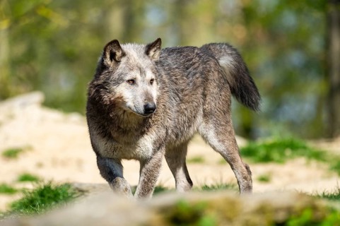 Eastern wolf (Canis lupus lycaon) walking on a meadow, Bavaria, Germany