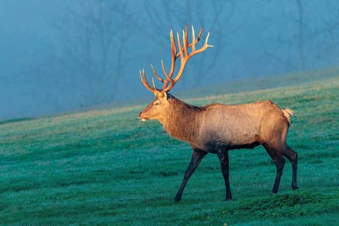 An Altai maral stag (Cervus canadensis sibiricus) crosses a meadow in the first light of day. Its