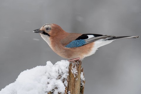 Eurasian jay (garrulus glandarius) in the snow, Neuhaus, Lower Saxony, Germany