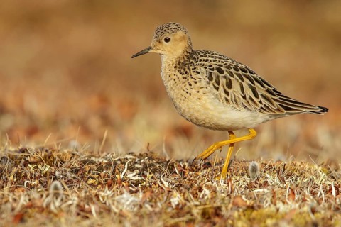 Buff-breasted Sandpiper (Calidris subruficollis) feeding on the tundra in Northern Alaska