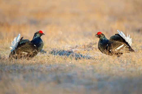 Black grouse (Lyrurus tetrix), black grouse courtship in Sweden, Fågelsjö, Gävleborgs län, Sweden