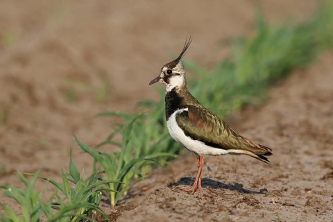 Northern Lapwing (Vanellus vanellus) female on a field, North Rhine-Westphalia, Germany