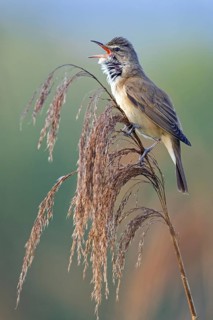 Reed warbler, (Acrocephalus arundinaceus), reedbed perch, biotope, habitat, animals, birds,