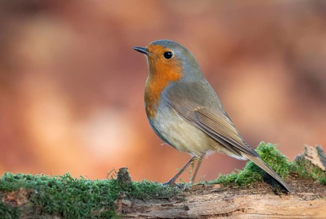 European Robin (Erithacus rubecula) perched on a mossy branch, Lower Saxony, Germany
