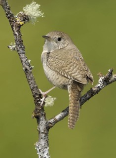 House Wren (Troglodytes aedon), British Columbia, Canada