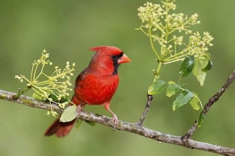 Northern Cardinal (Cardinalis cardinalis) male perched on a twig, Texas, USA