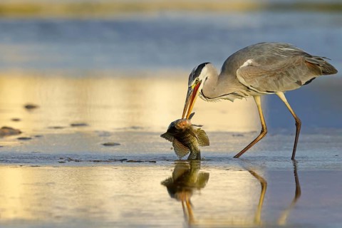 Grey grey heron (Ardea cinerea), foraging, prey, fish, boat trip, Tiszaalpár, Kiskunsági National