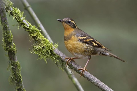 Varied Thrush (Ixoreus naevius), British Columbia, Canada