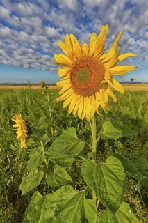 Common sunflower, (Helianthus annuus), flower, plant, blue sky, blossom, flowering, aster family,