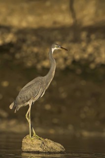Western Reef Heron (Egretta gularis), Oman