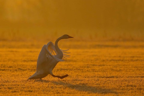 Whooper Swan (Cygnus cygnus) flapping, North Rhine-Westphalia, Germany