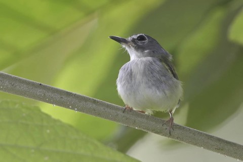 Black-capped Pygmy Tyrant (Myiornis atricapillus), Costa Rica
