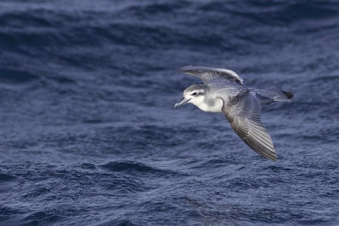 Antarctic Prion (Pachyptila desolata) flying, South Australia, Australia