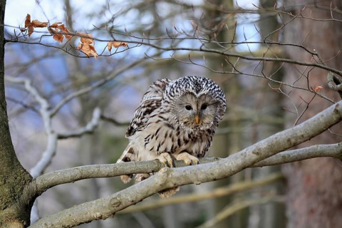 Hawk owl (Strix uralensis), adult, in winter, on tree, Bohemian Forest, Czech Republic, Europe,