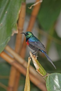 Red-chested Sunbird (Cinnyris erythrocercus) male, Queen Elizabeth National Park, Uganda