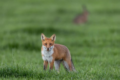 The failed hunting attempt of the red fox (Vulpes vulpes) is clearly recognisable, the nose is full