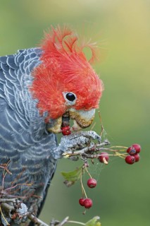 Gang-gang Cockatoo (Callocephalon fimbriatum) feeding on berries of hawthorn, Victoria, Australia