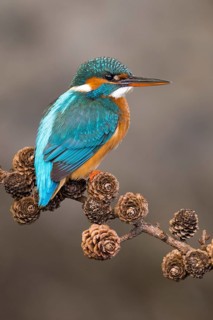 Common Kingfisher (Alcedo atthis) female perched on a branch, Lower Saxony, Germany