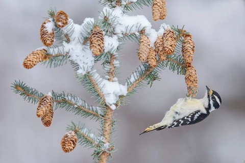 Downy Woodpecker (Dryobates pubescens) female, Alaska, USA
