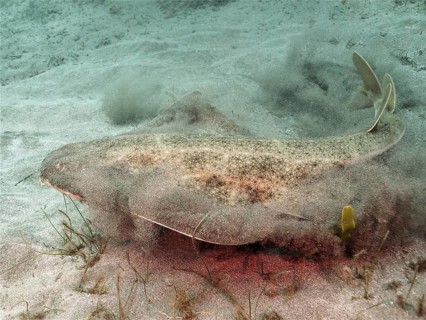 Angelshark (Squatina squatina)
