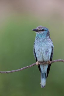 Roller, Almond Crow, (Coracias garrulus), animals, birds, raptors, raptor family, perch, biotope,