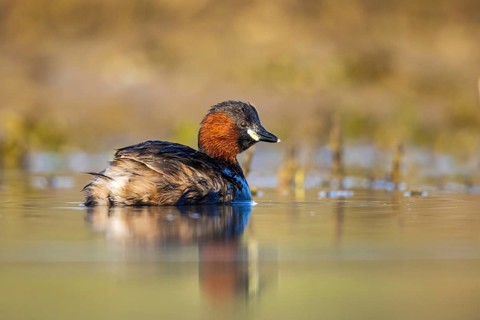 Little Grebe (Tachybaptus ruficollis), North Rhine-Westphalia, Germany