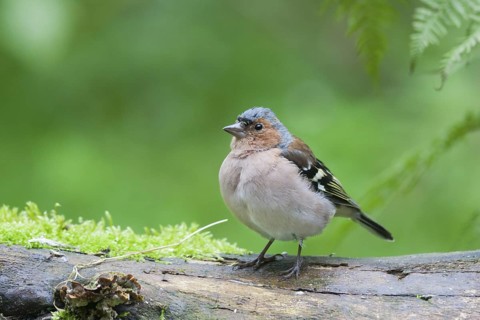 Chaffinch - Buchfink - Fringilla coelebs ssp. coelebs, Germany, adult male