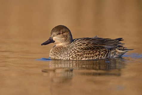 Green-winged Teal (Anas carolinensis) female, British Columbia, Canada