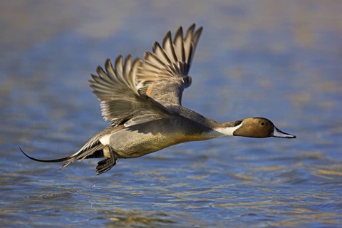 Northern Pintail (Anas acuta) male flying, British Columbia, Canada