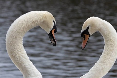 Mute swan (Cygnus olor) two adult swans birds performing their courtship display on a lake in